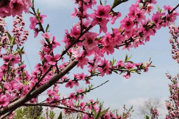 【测试】春天到了，你的桃花会开吗？