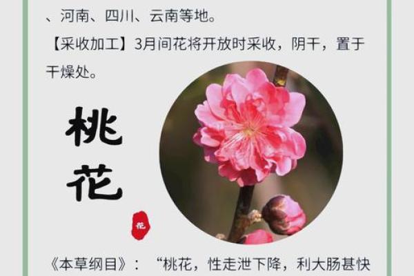 【测试】春天到了，你的桃花会开吗？