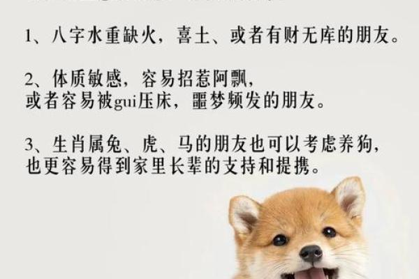 八字分析：如何看宠物是否适合你养？