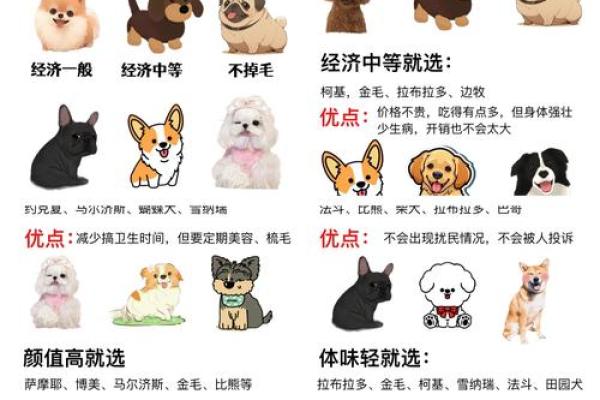 八字分析：如何看宠物是否适合你养？