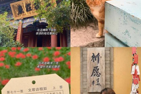 观音灵签欲借桂树 观音灵签欲借桂树