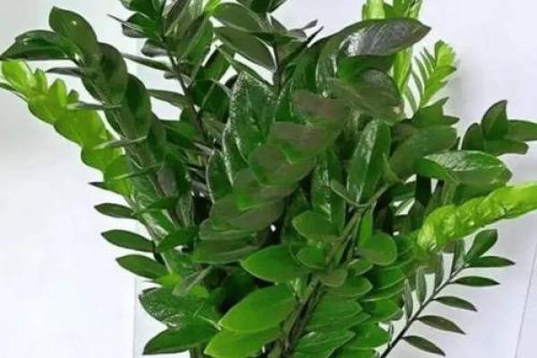 风水做生意家里养什么花好可以有利于财运