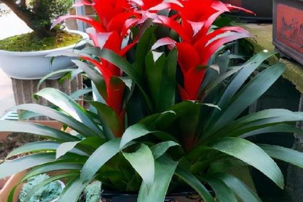 风水做生意家里养什么花好可以有利于财运