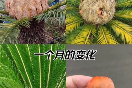 风水上铁树开花的意思