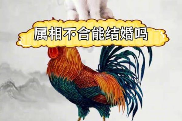 鸡跟什么生肖配对最好 生肖鸡最佳配对