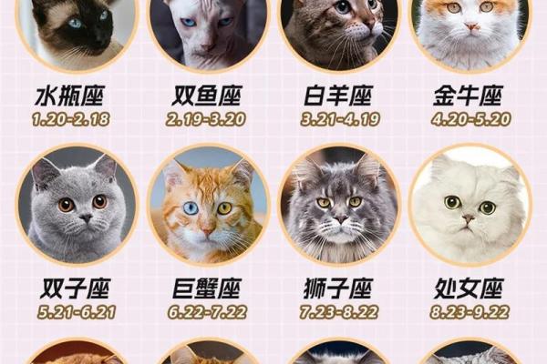 十二星座养什么猫适合