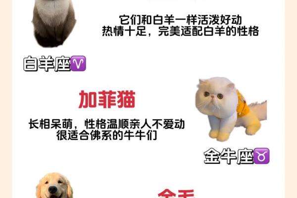 十二星座养什么猫适合
