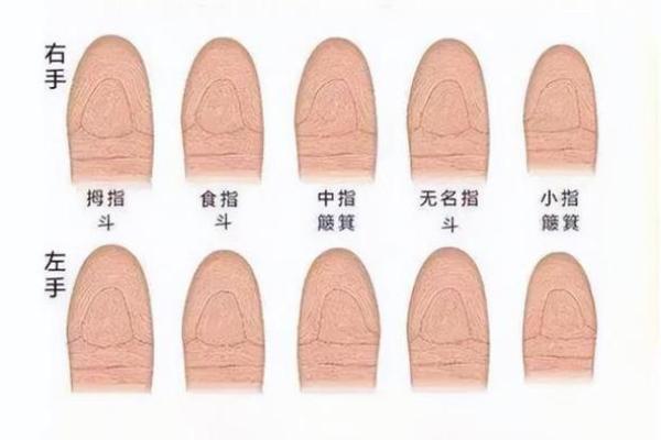 指纹算命 十指指纹算命查询 指纹算命 十指指纹算命查询