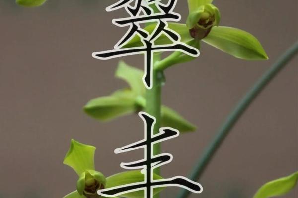 翠兰风水寓意 翠兰风水寓意