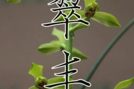 翠兰风水寓意