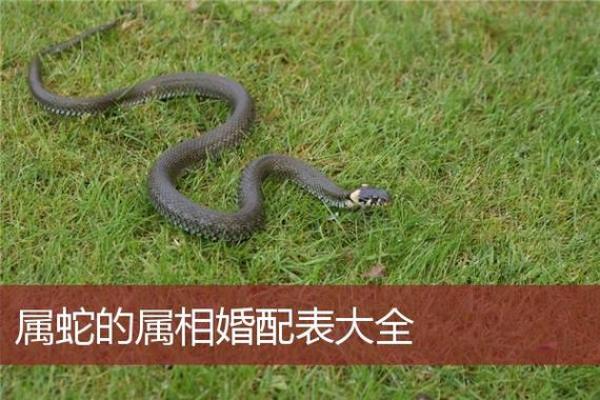 属蛇的人和哪些生肖最为配对 属蛇的人和哪些生肖最为配对