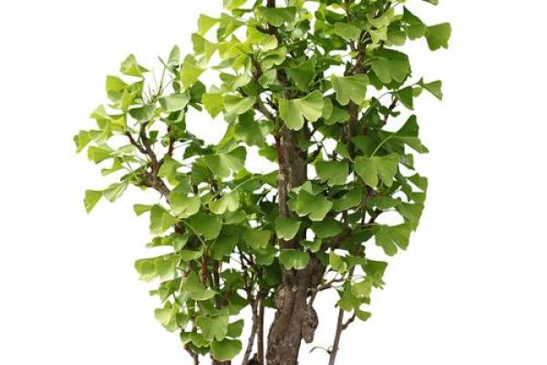 银杏树种在什么方位比较好 银杏树种在什么方位比较好