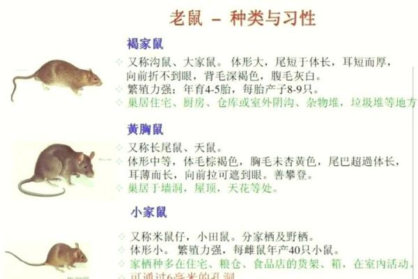 肖鼠者不同血型有哪些优势 肖鼠者不同血型有哪些优势