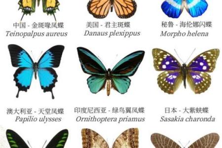 十二星座的守护蝴蝶