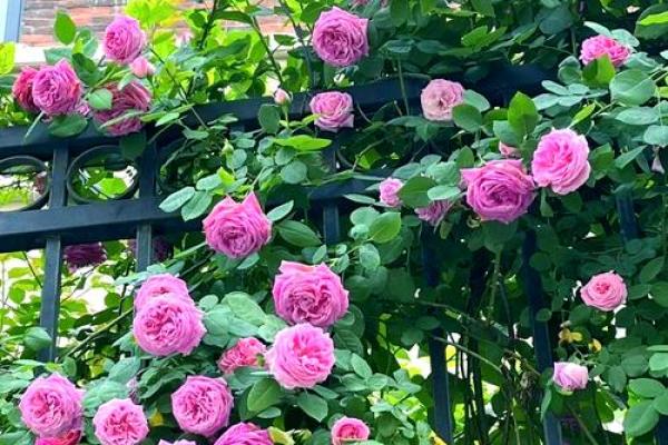 种满月季的房子风水好吗 种满月季的房子风水好吗