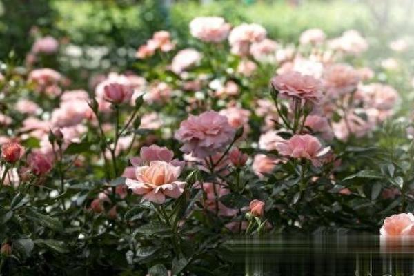 种满月季的房子风水好吗 种满月季的房子风水好吗