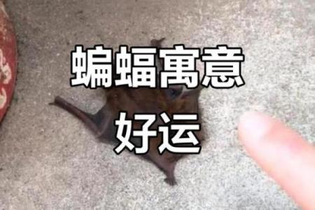 蝙蝠飞进家里好吗风水预示什么老人去世吗