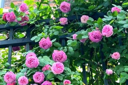 种满月季的房子风水好吗