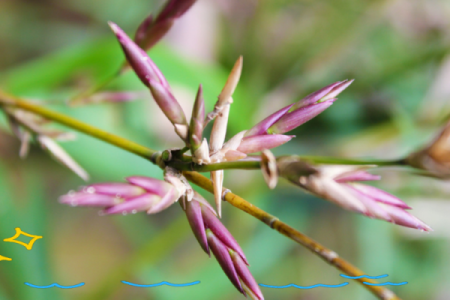 风水竹子开花意味着有灾祸发生吗