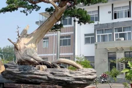 风水学说_北京故宫御花园种了好多柏树