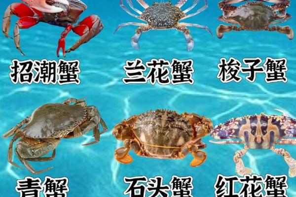 十二星座最适合哪种螃蟹