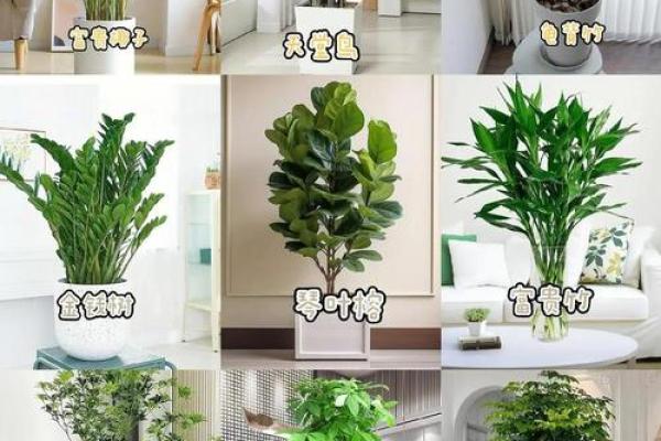 风水:客厅绝对不能摆放的东西 风水:客厅绝对不能摆放的东西