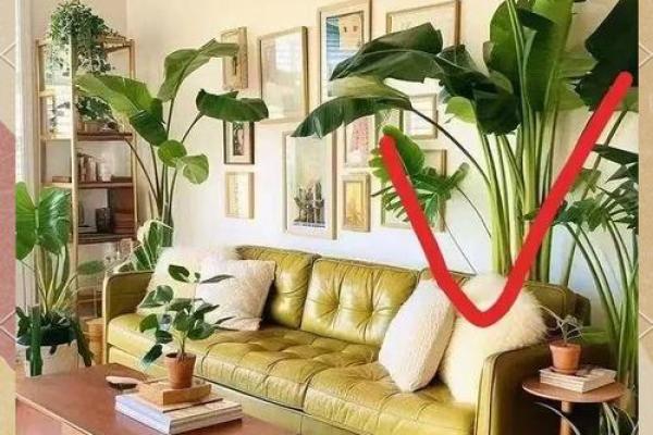 风水:客厅绝对不能摆放的东西 风水:客厅绝对不能摆放的东西