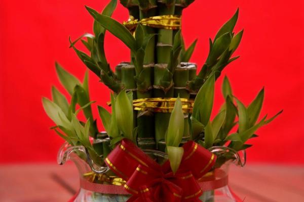 十二星座适合什么盆栽好看的花 十二星座适合什么盆栽好看的花