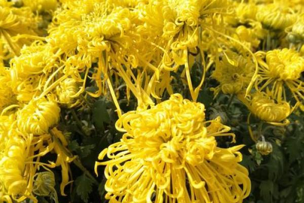 天后灵签陶渊明赏菊解签 天后灵签陶渊明赏菊解签