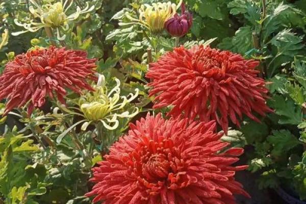 天后灵签陶渊明赏菊解签 天后灵签陶渊明赏菊解签