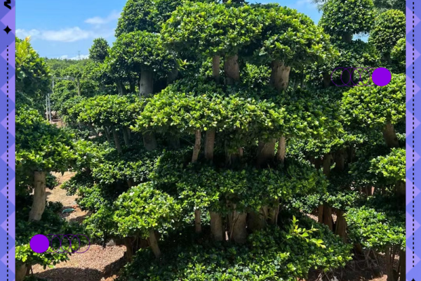 四大镇宅之树 镇宅植物风水 四大镇宅之树 镇宅植物风水