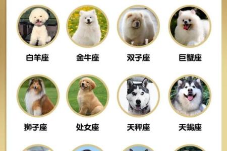 什么星座最适合养什么样的狗狗