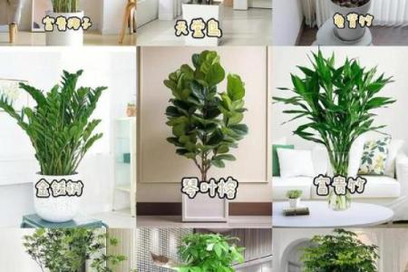 风水：客厅绝对不能摆放的东西