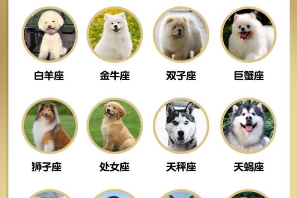 十二星座谁是最适合养的狗狗