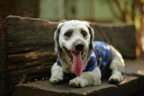 玛法达4月星座运势