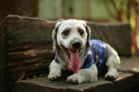 玛法达4月星座运势