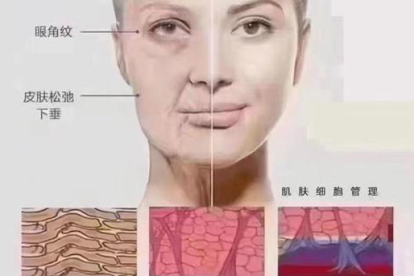 面部衰老八字图