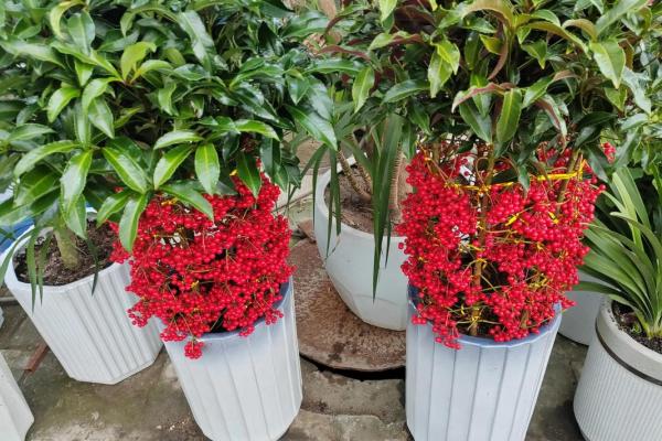 风水一年四季都不死的花都有哪些类型