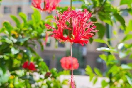 扶桑花与风水 扶桑花与风水有关吗