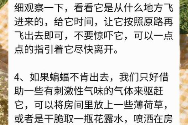 动物风水之家里飞进蝙蝠的解说