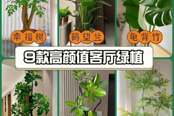 客厅植物摆放，风水摆放小常识