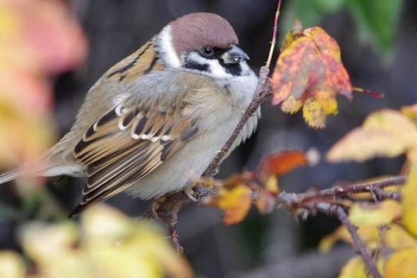 麻雀与房子风水有关吗