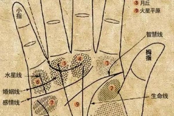 看手相算命图解:指纹 看手相算命图解:指纹