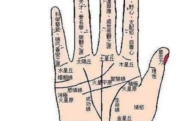 看手相算命图解:指纹 看手相算命图解:指纹