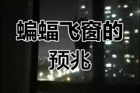 动物风水之家里飞进蝙蝠的解说