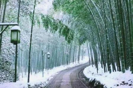 房子旁边竹子风水