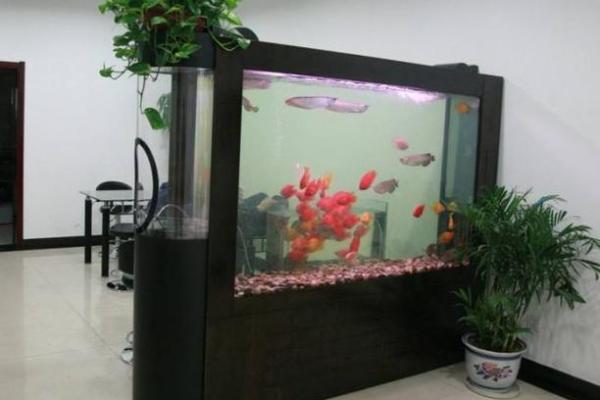 家居风水鱼缸的摆放 风水鱼养几条 家居风水鱼缸的摆放 风水鱼养几条
