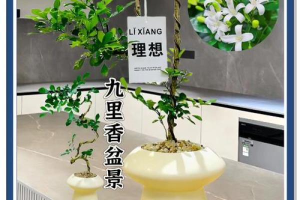 风水家里最旺财的三种树是什么