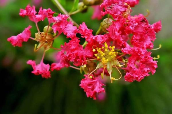 紫薇花象征着好运吗,紫薇花吉利吗