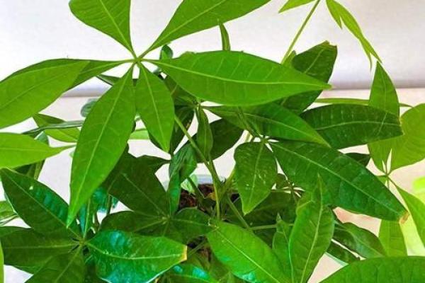 风水财运门前种树也不要种这三棵树禁忌 风水财运门前种树也不要种这三棵树禁忌